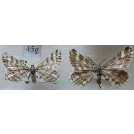 Narraga fasciolaria (Hufnagel, 1767) pair Witalnik byliczak Slovakia45g